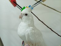 Uygun fiyat albino kırmızı göz sultan papağanı