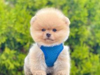 Safkan Pomeranian Boo Köpeklerimiz