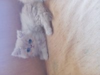 26 Temmuz İran Kedisi Yavru Kedilerim