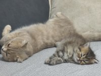British Longhair Silver Tabby