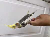 Sultan Papağanı Sahiplendirilecektir