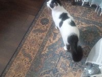 Kedimiz Kısır Ve Sevimli Kedimiz Yeni Yuvasını Arıyor