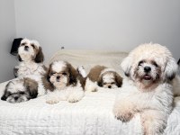3 Tane Shih Tzu Yavruları