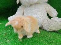 Hollanda Teddy Lop Tavşan Yavrularımız