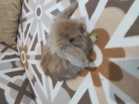 Hollanda teddy lop tavşanı