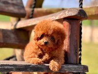 Poodle Çiftliğinden Micro Boy Poodle Yavrularımız