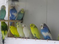 Hazır Eşli Takım Muhabbet Kuşlar