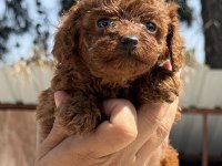 Mini boy kore poodle yavrularımız