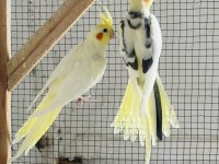 Sultan papağanlar toplu ya da adetli olarak sahiplendirilecektir