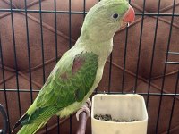 Full evcil alexander 6 aylık