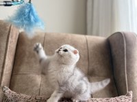 Full Şecereli Anne Baba Özel Scottish Fold Yavrumuz
