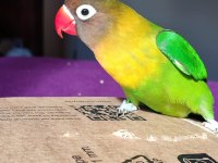 Dişi Cennet Papağanımız