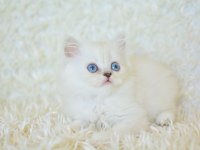 Boncuk Gözlü Silver British Longhair