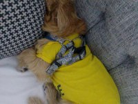 Ben Lusy 5 Aylık Bebek Köpeğim