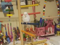 Dişi albino forpus papağanı