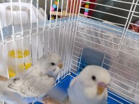 Çok Fazla Kuş Olduğundan Dolayı Sahiplendirilecek