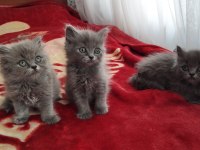 British longhair bebekler