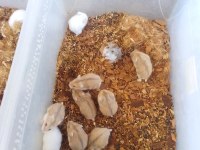 Yavru Gonzales Hamster