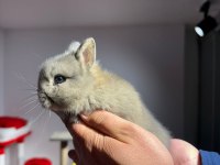 Netharlend Darbe (Cüce Tavşan)