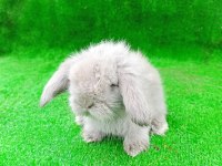 Hollanda Teddy Lop Tavşanlar