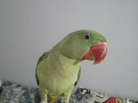 İskender papağanımız efe sahibine şimdiden hayırlı olsun