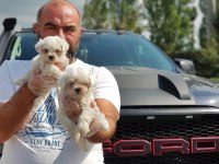 Maltese Terrier Yavru
