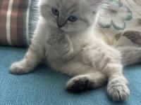 1.5 Aylık Mavi Gözlü British Longhair Yavru