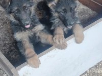 Showline Alman Kurdu Bebekler