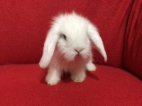 A kalite hollanda teddy lop tavşanlar için ulaşın