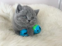Bebeksi gri british shorthair