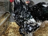 Blue Modled Brahma Kuluçkalık Yumurta