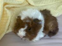 Yeni doğmuş 2 haftalık yavru guinea pig