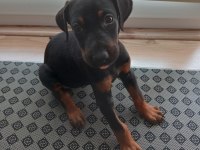 Yavru doberman köpeği
