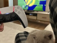 British Shorthair Lilac 3,5 Aylık