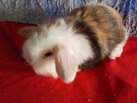 Teddy lop tavşan yavrular mavi göz