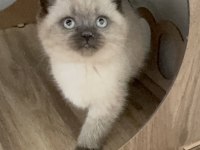 Bakımları özenle yapılmış british shorthair yavrular