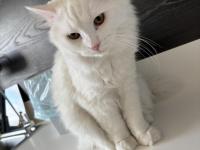 Kedimiz bulut yeni yuvasını arıyor 7 aylık