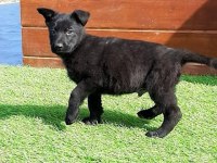 Solid Black Alman Kurdu Sahibinden