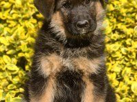 Alman Çoban Köpeği Yavruları