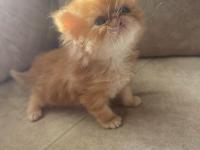 Garfield Egzotic Yavru Kediler