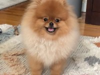 Teddy bear pomeranian yavruları