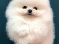 Teddy bear beyaz pomeranian boo yavruları