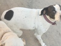 Ücretsiz İngiliz Pointer (Kara Kafa)