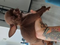 2.5 Aylık Erkek Çikolata Bebek Chihuahua