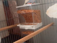 Hazır Çiftleşen Yavrulu Takım Muhabbet Kuşu