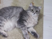 Ücretsiz sahiplendirme kedimiz