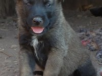 Safkan Belçika Kurt Yavruları