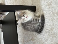 British Longhair 3 Aylık Erkek