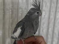 Evcil Ele Omuza Gelir Dişi Gri Sultan Papağanı