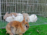 Cüce Tavsan Yavrularım